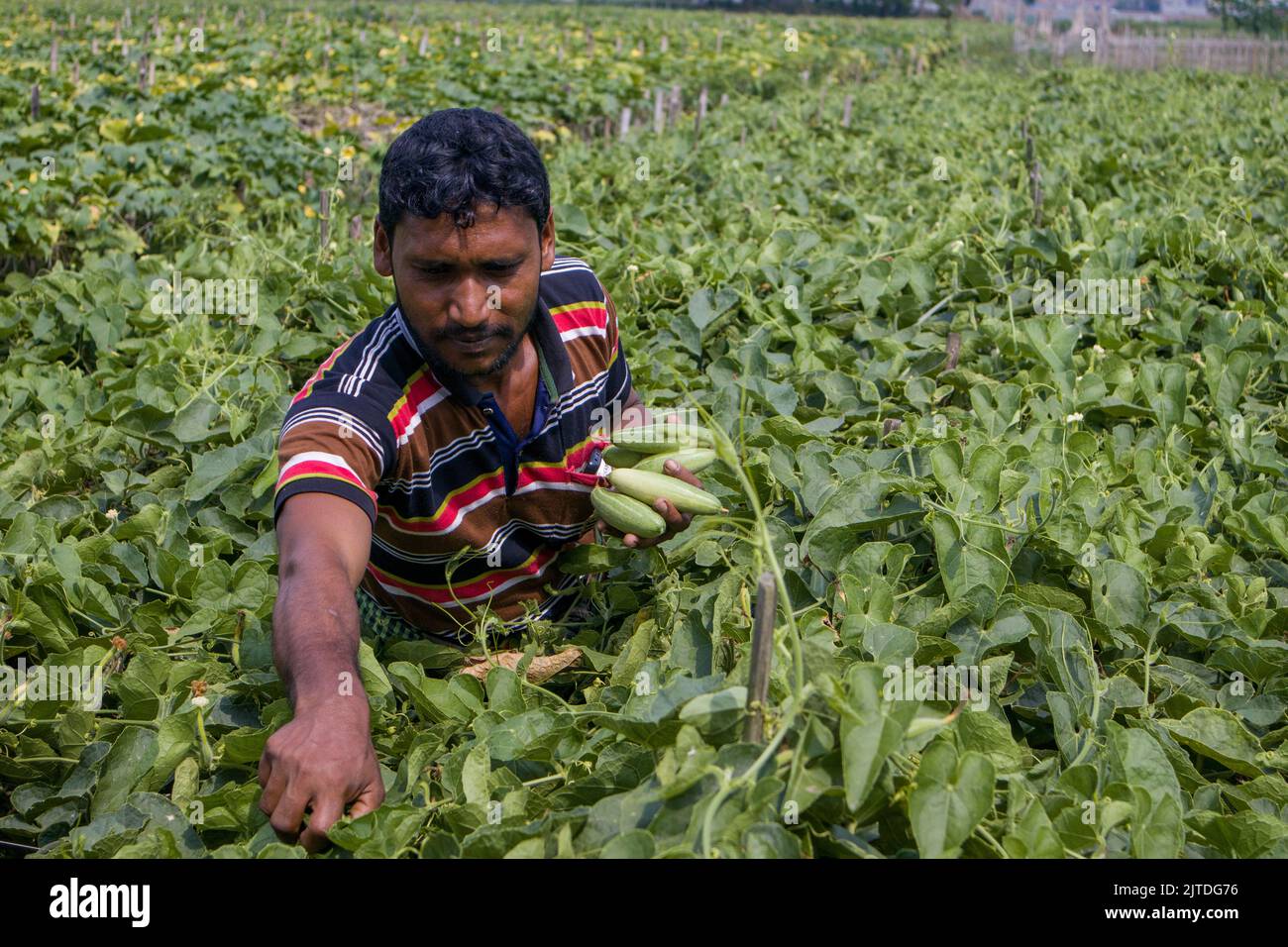 Vegetables the main cash crop for rural farmers of Bangladesh