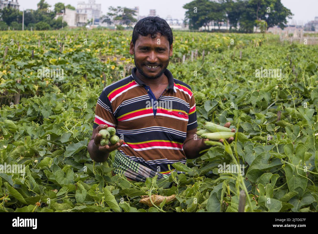 Vegetables the main cash crop for rural farmers of Bangladesh