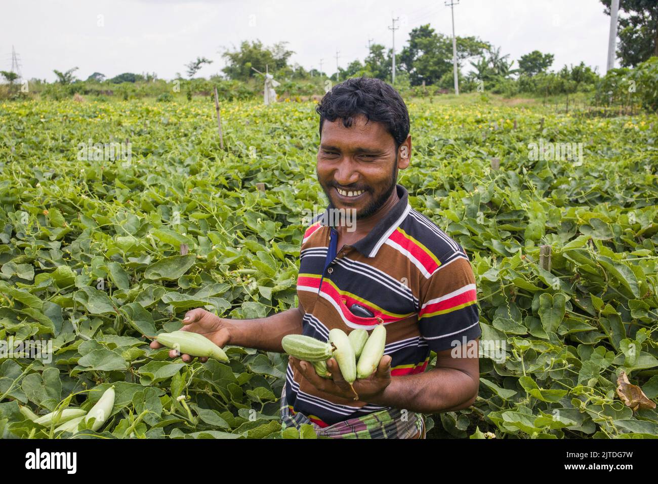 Vegetables the main cash crop for rural farmers of Bangladesh