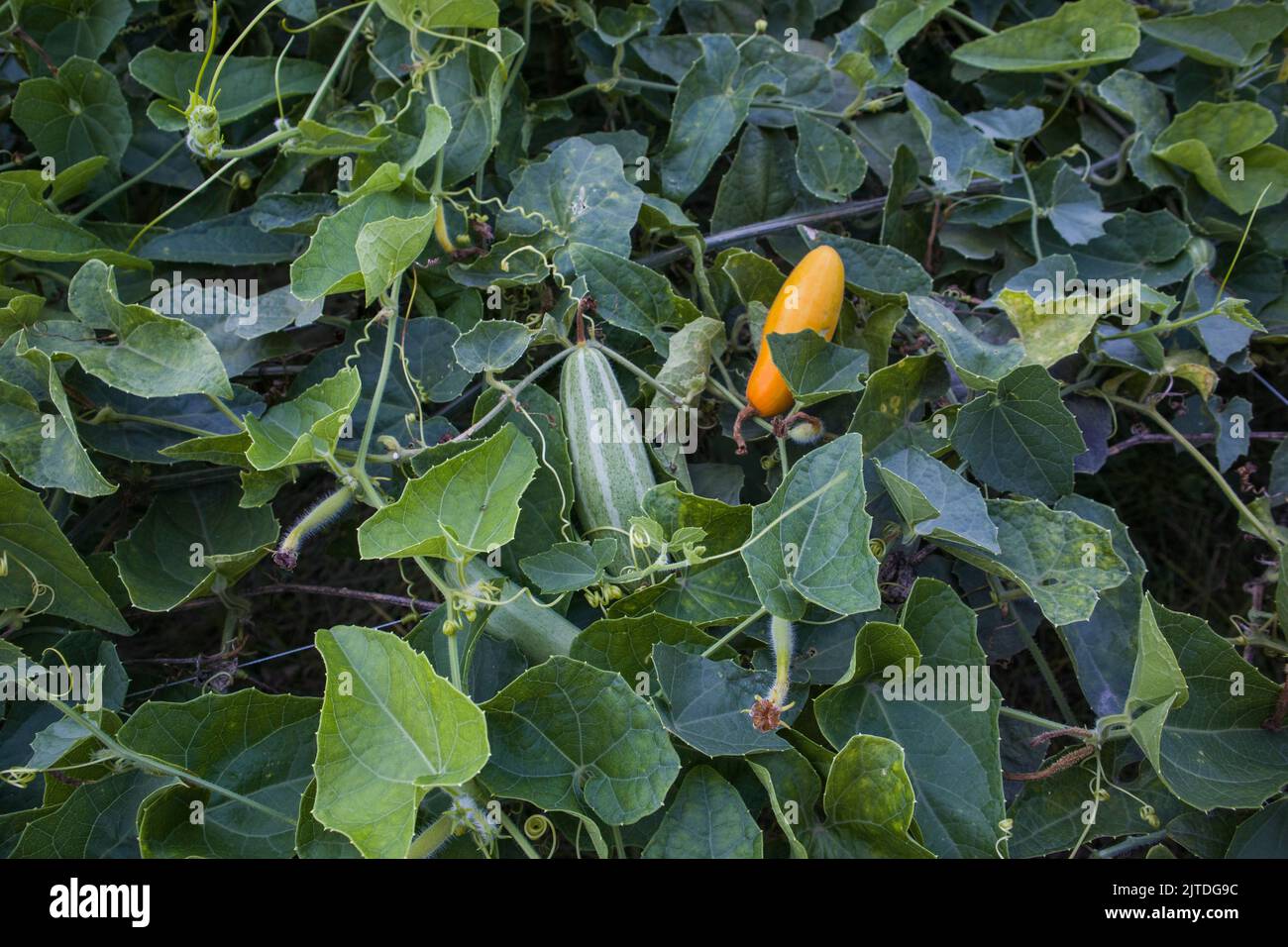 Vegetables are one of the primary sources for Bangladeshi