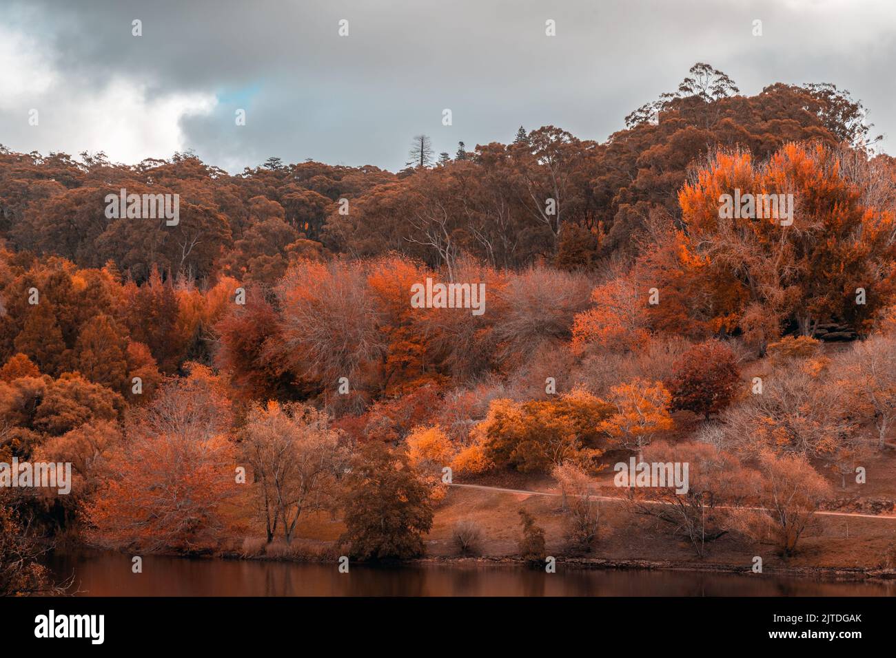Mount Lofty Botanic Garden viewed across the pond on a day during autumn season. Colorisation effect applied. Stock Photo