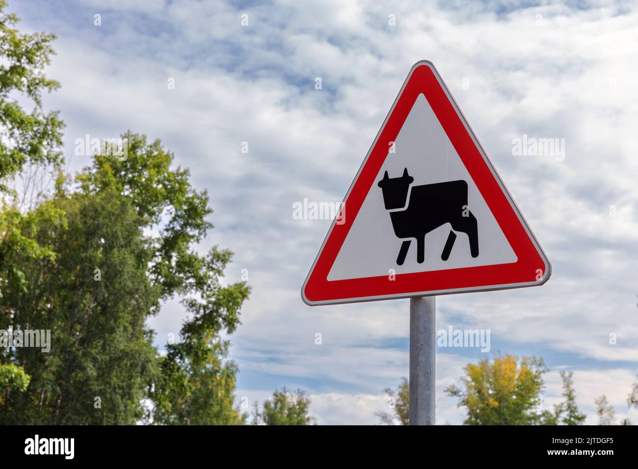 Cattle crossing road sign is under cloudy sky at the rural road side