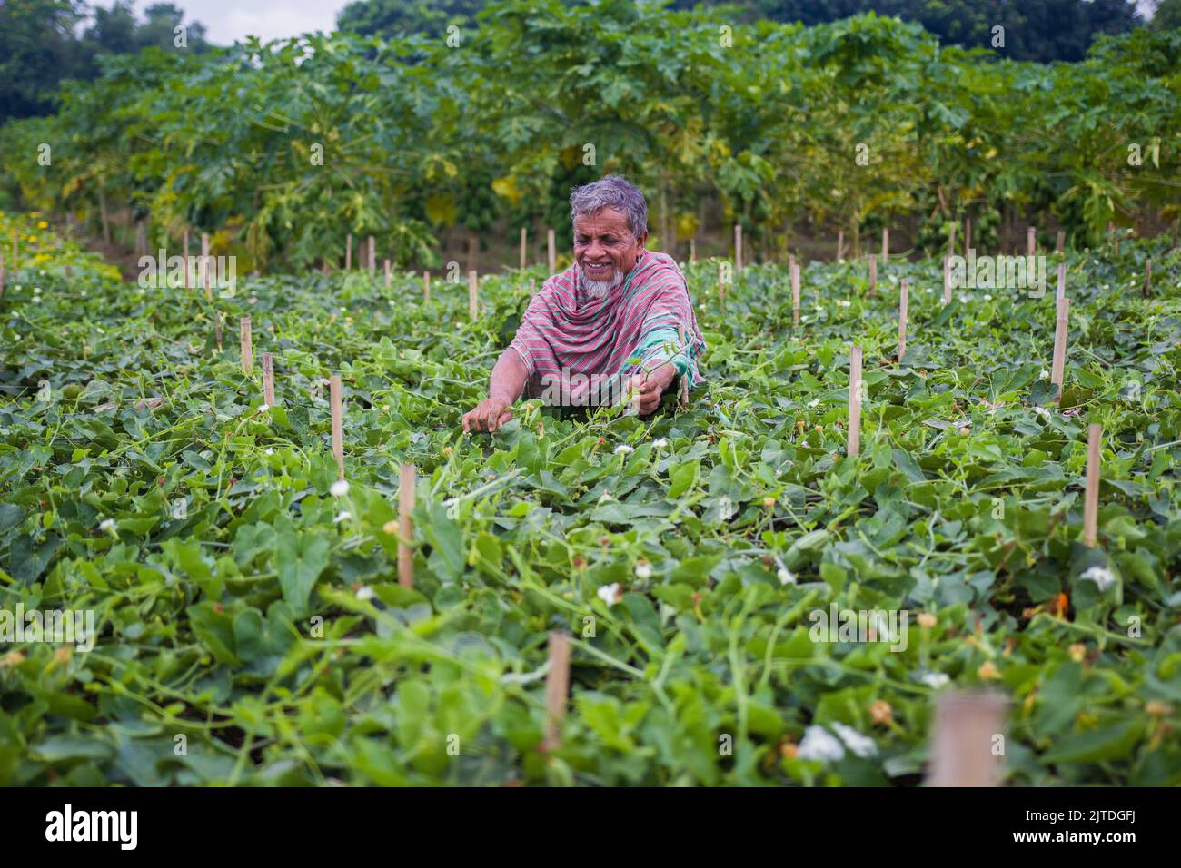 Vegetables become the main cash crop for rural farmers of Bangladesh ...
