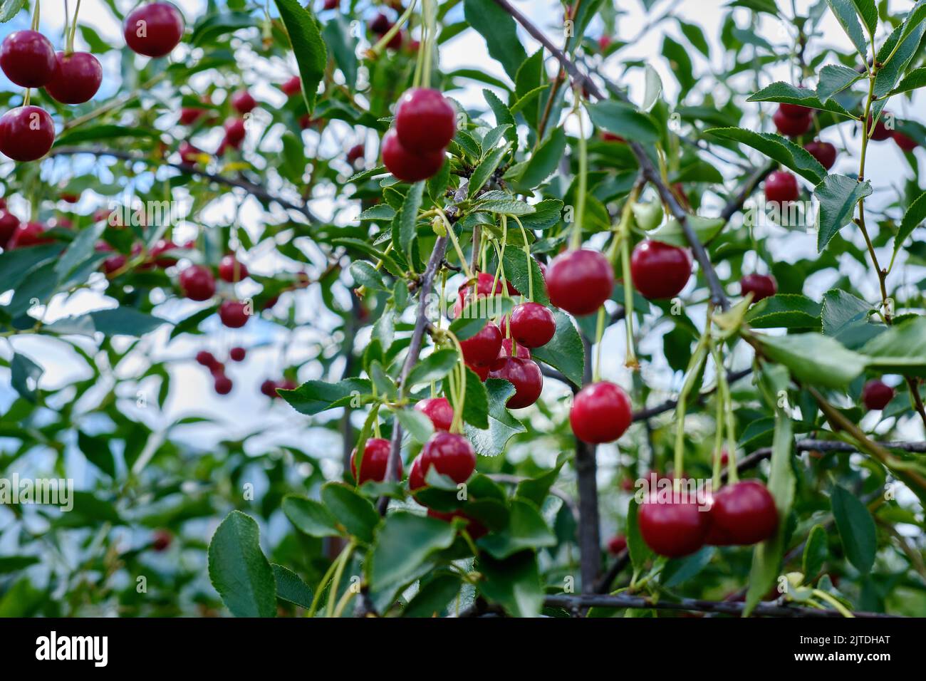 Ripe cherry berries on a tree branch in the garden Stock Photo