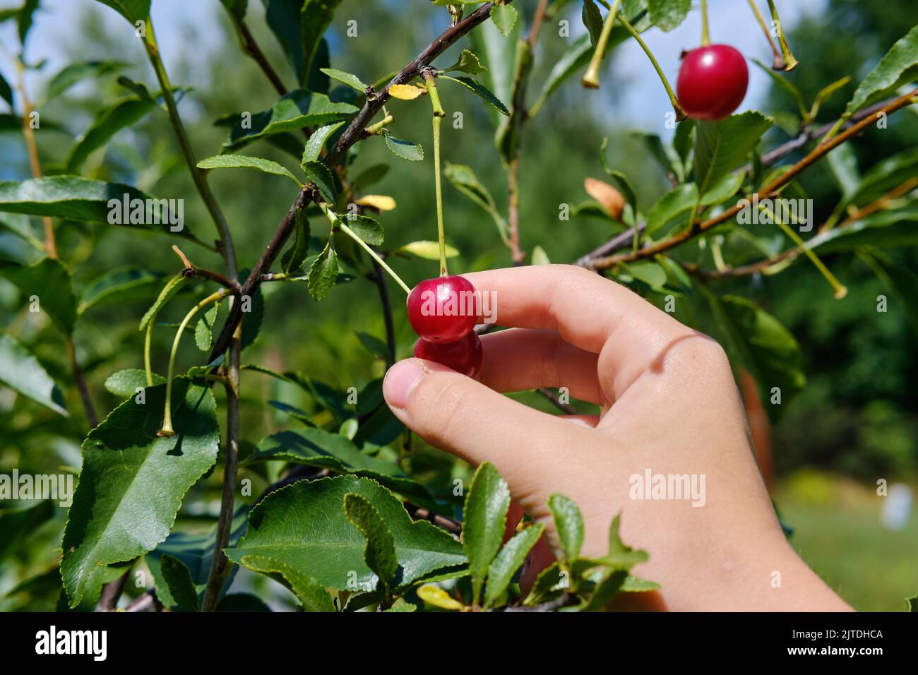 A woman's hand picks ripe red cherry berries from a branch. Cherry harvesting. The concept of organic healthy food Stock Photo