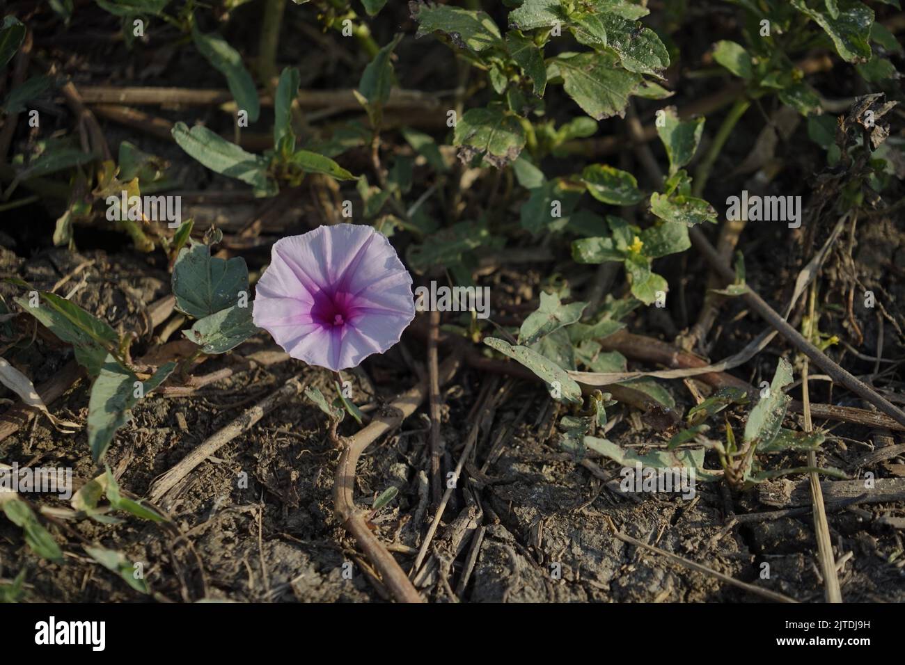 Sweet potato flower (Ipomoea Batatas) in Indonesia Stock Photo