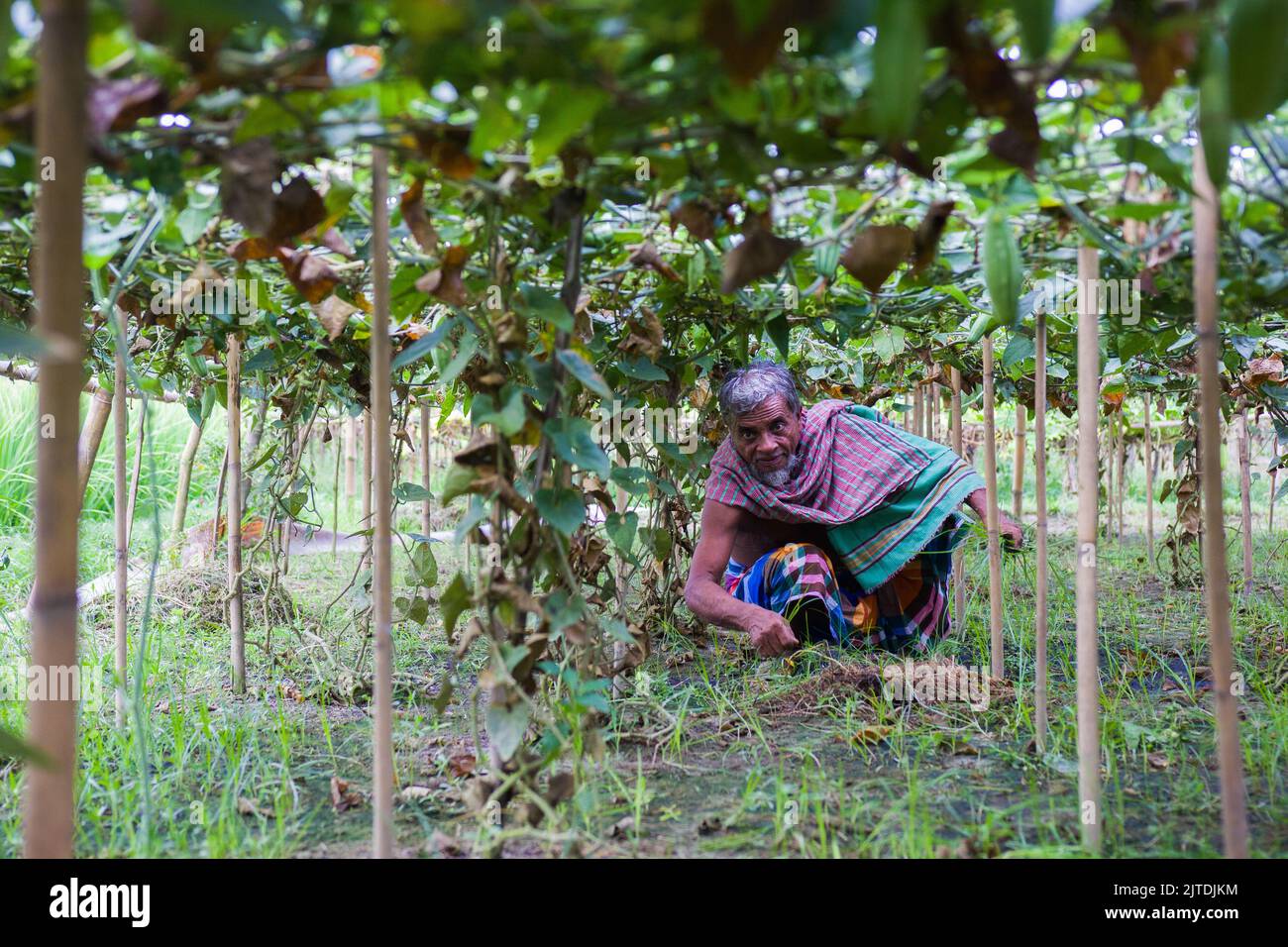 Vegetables the main cash crop for rural farmers of Bangladesh