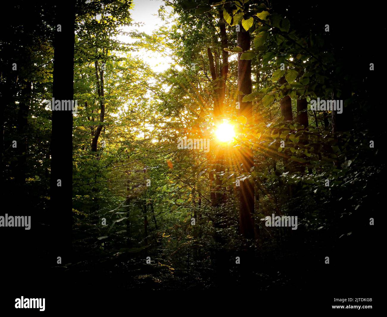 Oakwood forest hi-res stock photography and images - Alamy