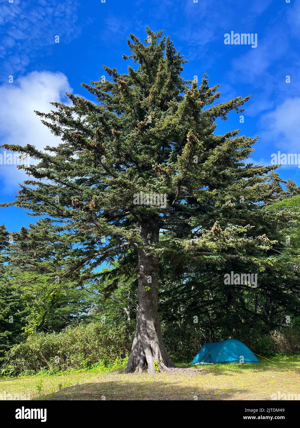 Blue tent under large conifer tree Stock Photo