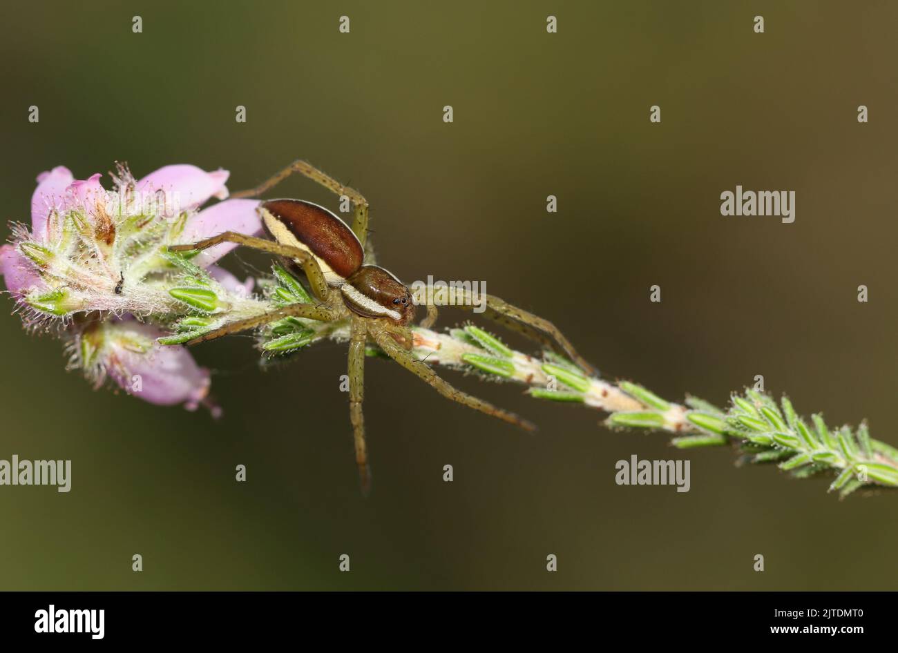 A rare hunting juvenile Raft Spider, Dolomedes fimbriatus, on a heather plant growing at the edge of a bog. Stock Photo