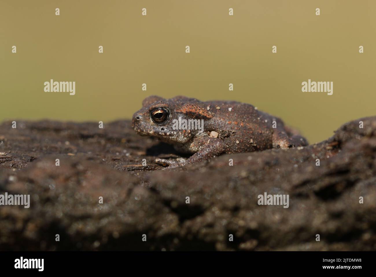 A cute tiny baby Common Toad, Bufo bufo, hunting for food at the edge of pond. Stock Photo