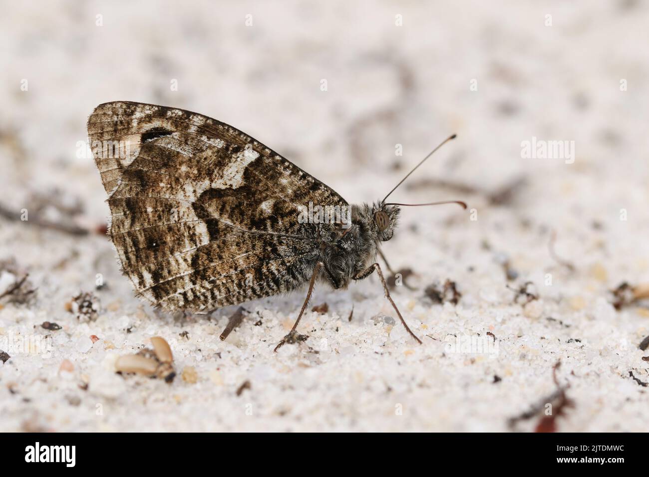 A Grayling Butterfly, Hipparchia semele, resting on the ground in heathland. Stock Photo
