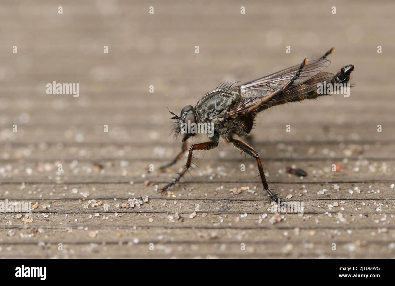 A hunting Kite-tailed Robberfly, Machimus atricapillus, resting on a piece of wood in heathland. Stock Photo