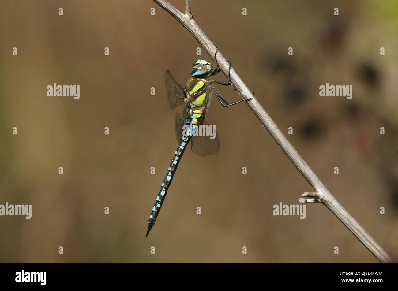 A male Migrant Hawker Dragonfly, Aeshna mixta, resting on a twig at the edge of a lake. Stock Photo