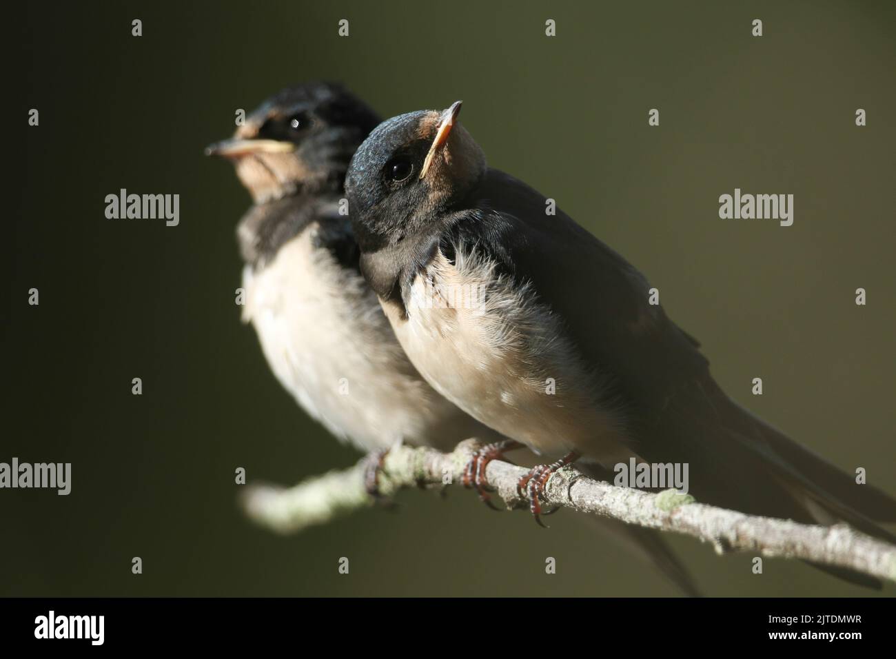 Two cute baby Swallows, Hirundo rustica, are perching on a branch of a tree hanging over a lake. They are waiting to be fed by the parent birds that Stock Photo