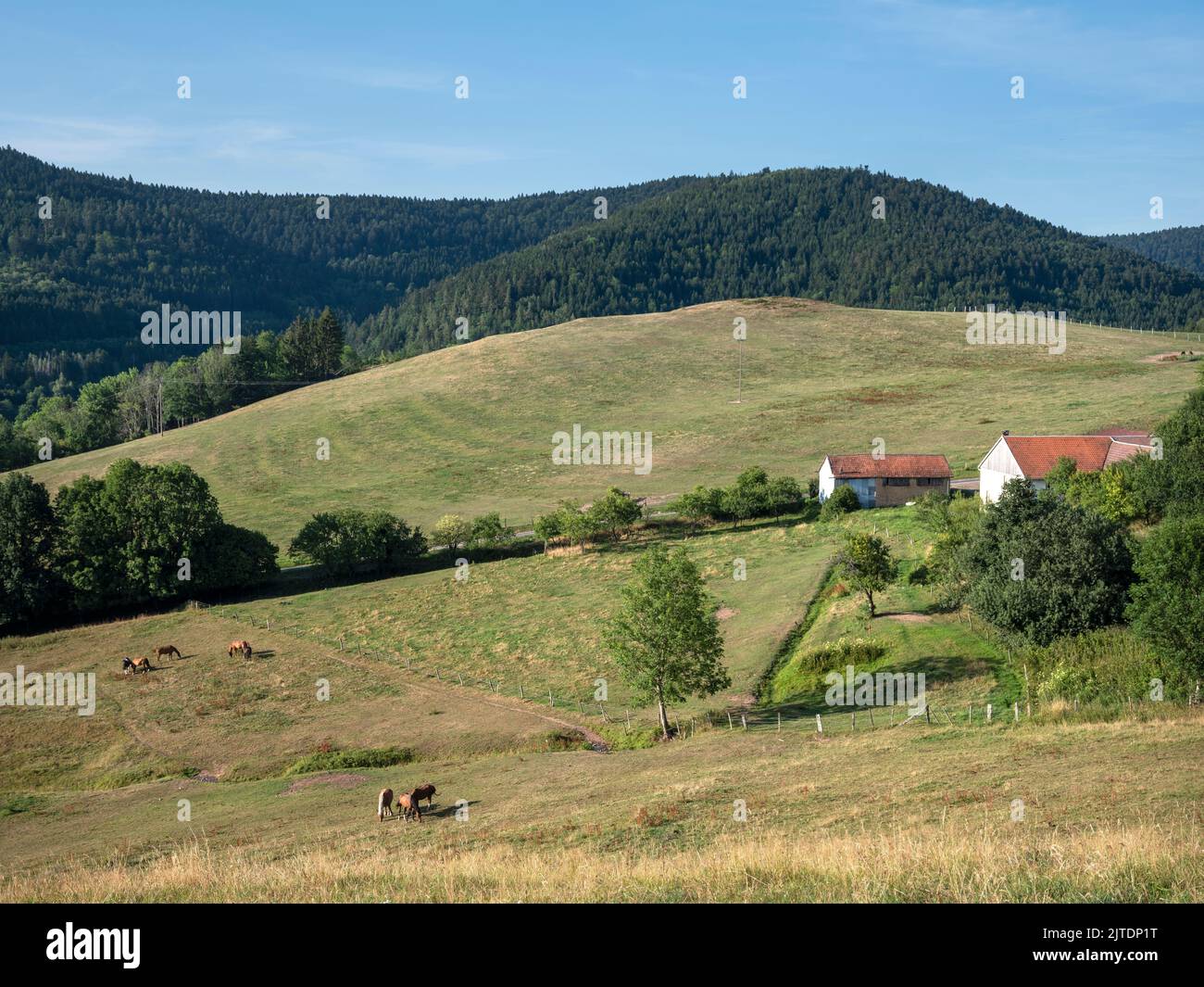horses in countryside near saint die in french vosges under blue sky in summer Stock Photo