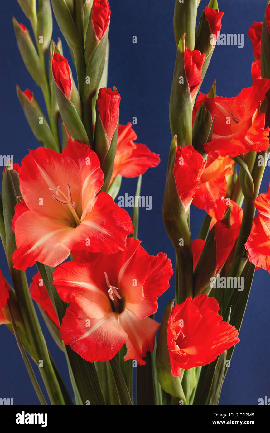 Red gladioluses bouquet against dark blue background. Vertical floral holiday greeting card. Stock Photo