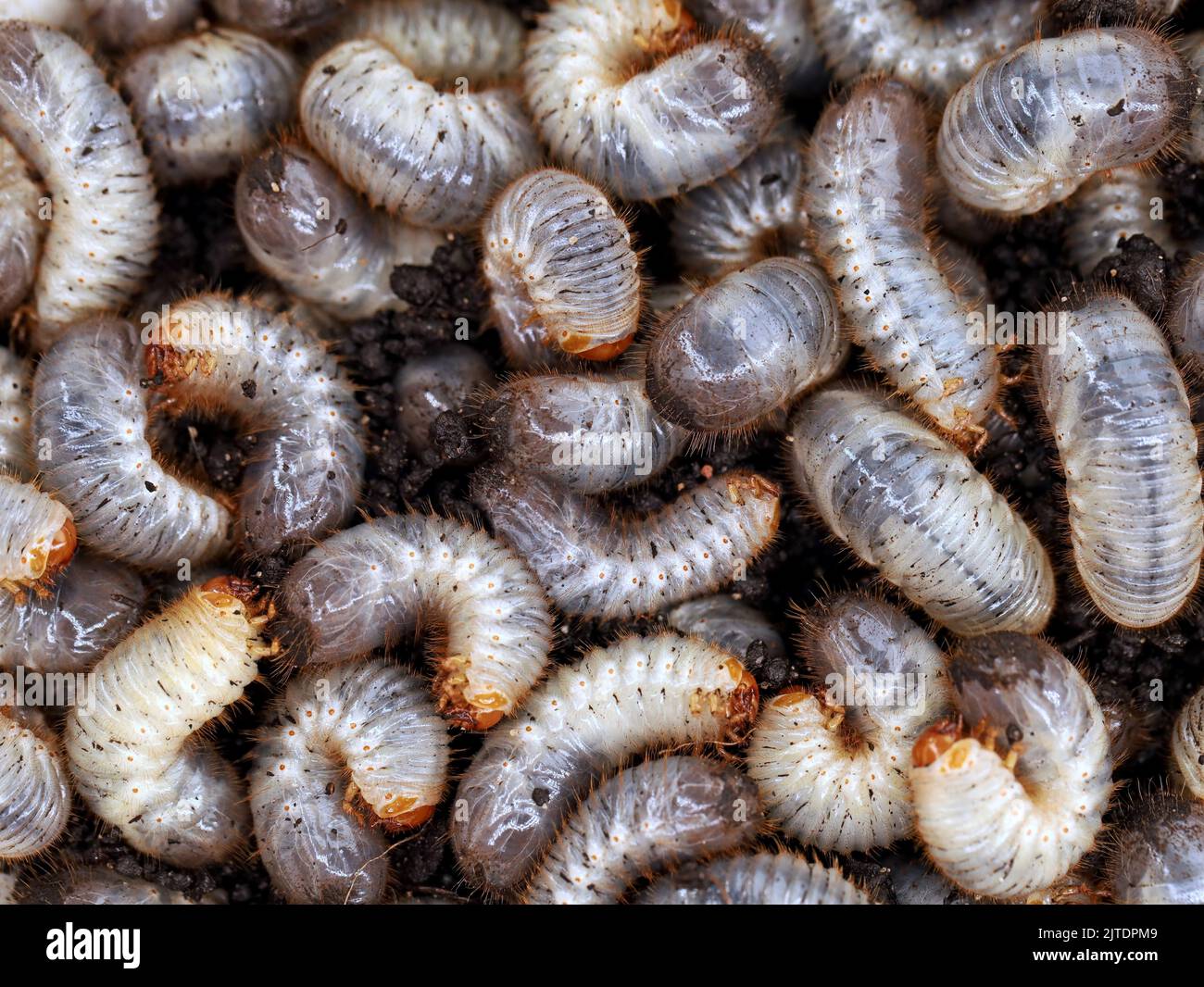 close up of white grub worms, larvae of chafer, usally known as may beetle or june bug Stock Photo
