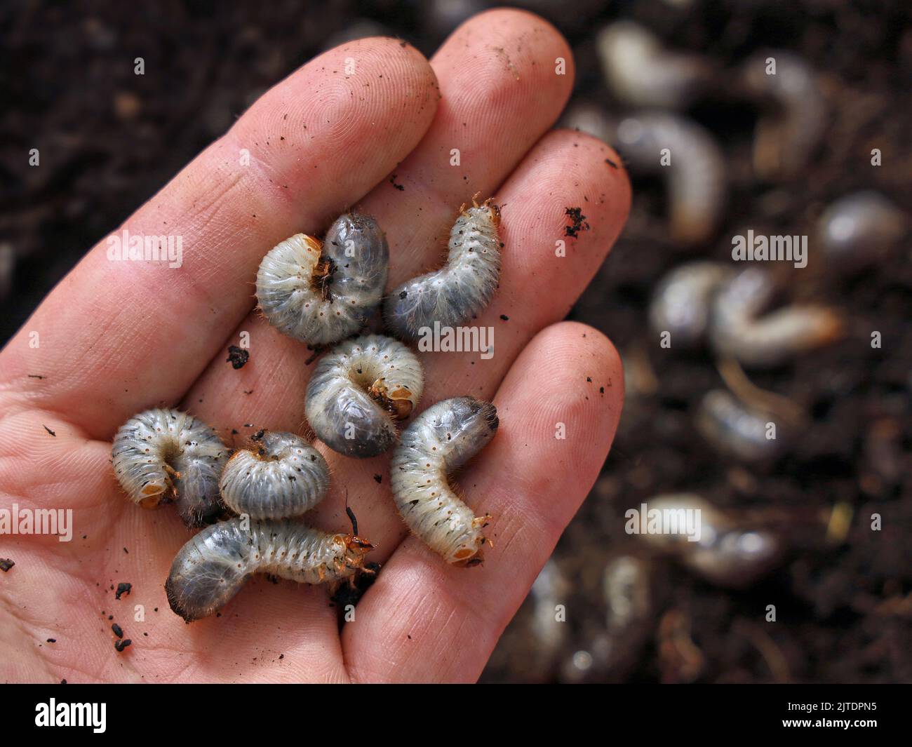white grub worms, larvae of chafer, usally known as may beetle or june bug in male hand Stock Photo