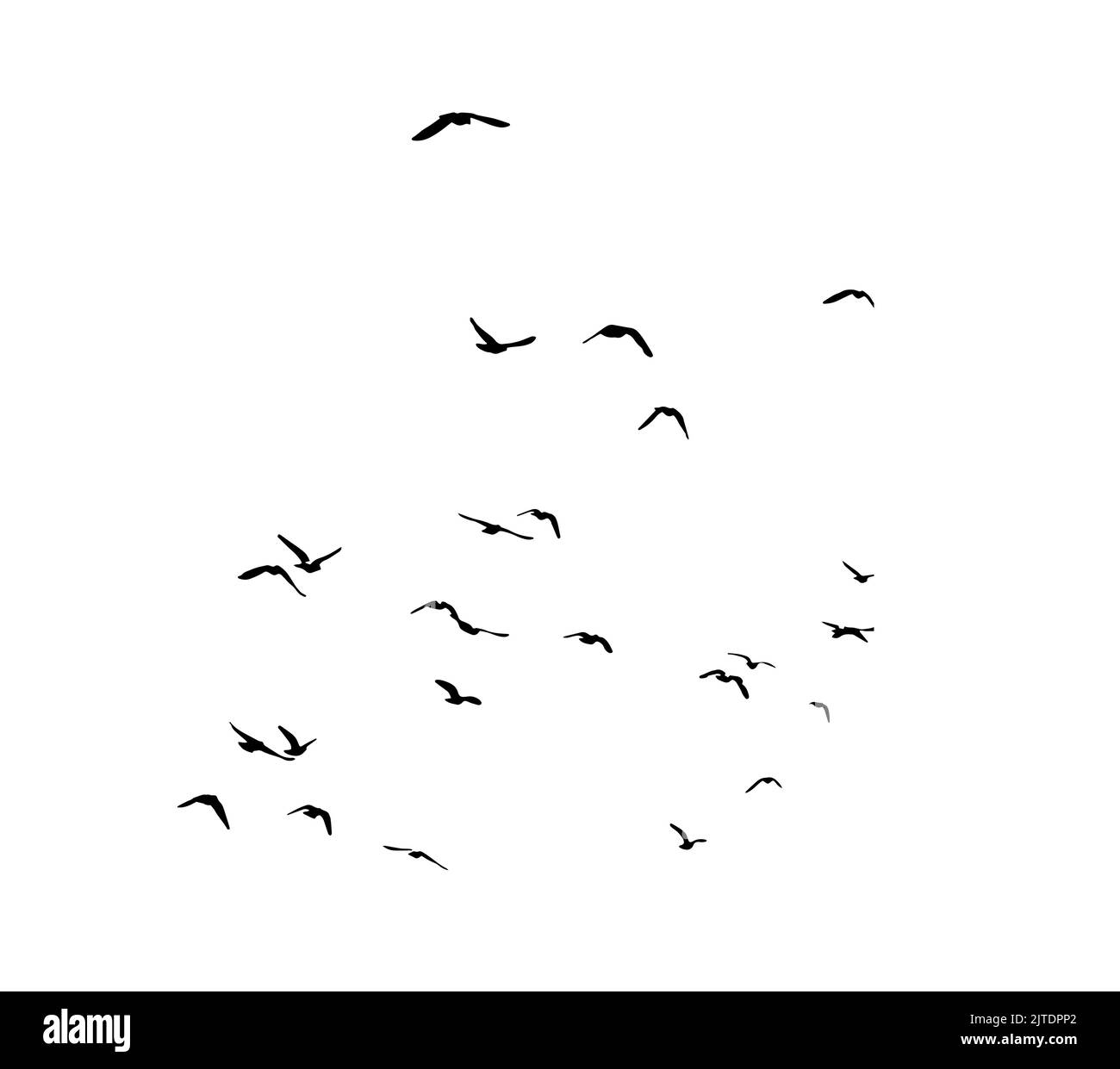 A flock of flying birds. Free birds. Vector illustration Stock Vector ...