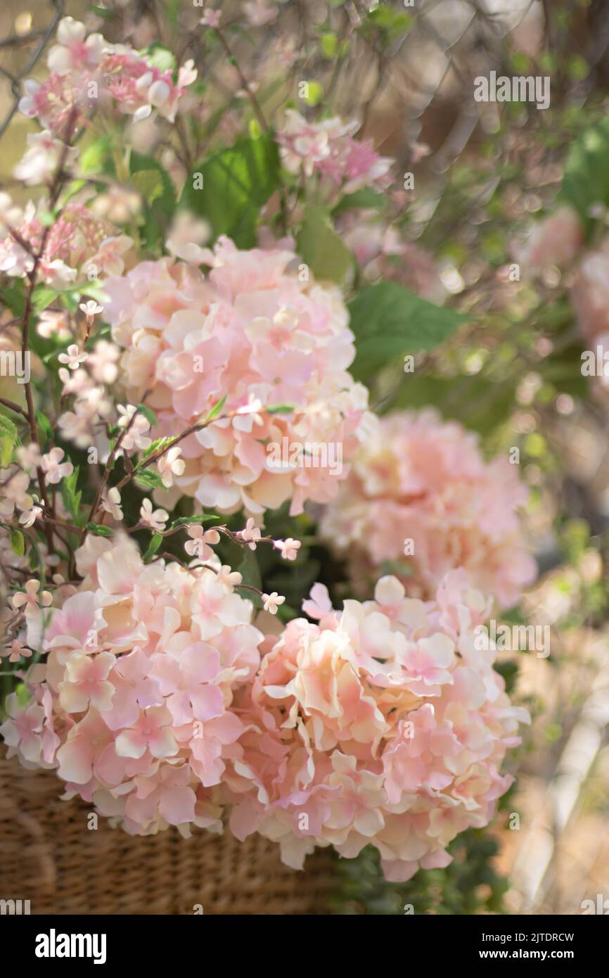 Beautiful pink flowers of hydrangea blooming in the garden Stock Photo ...