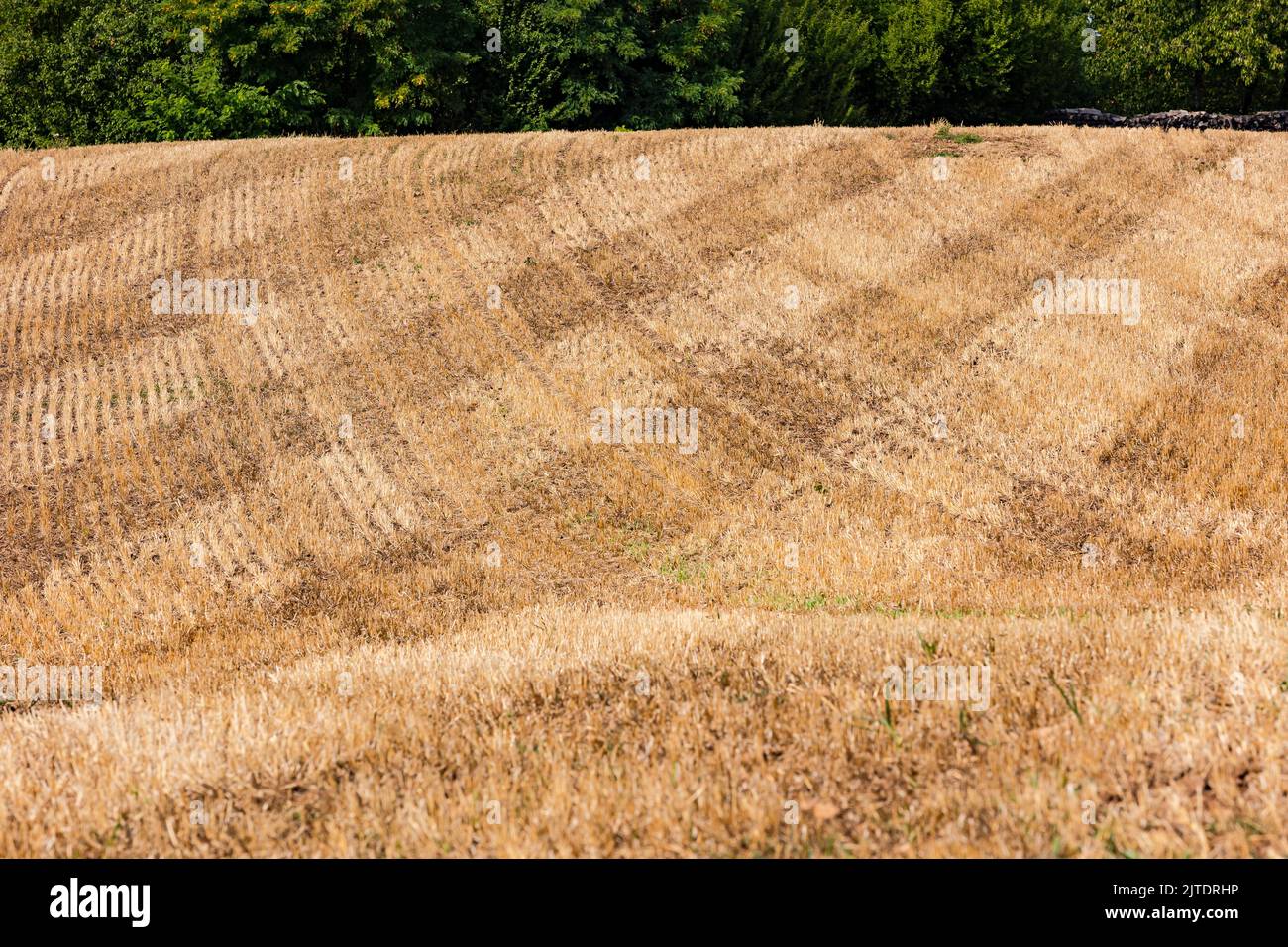A harvested corn field on a slope with geometric stripes and lines, Germany Stock Photo