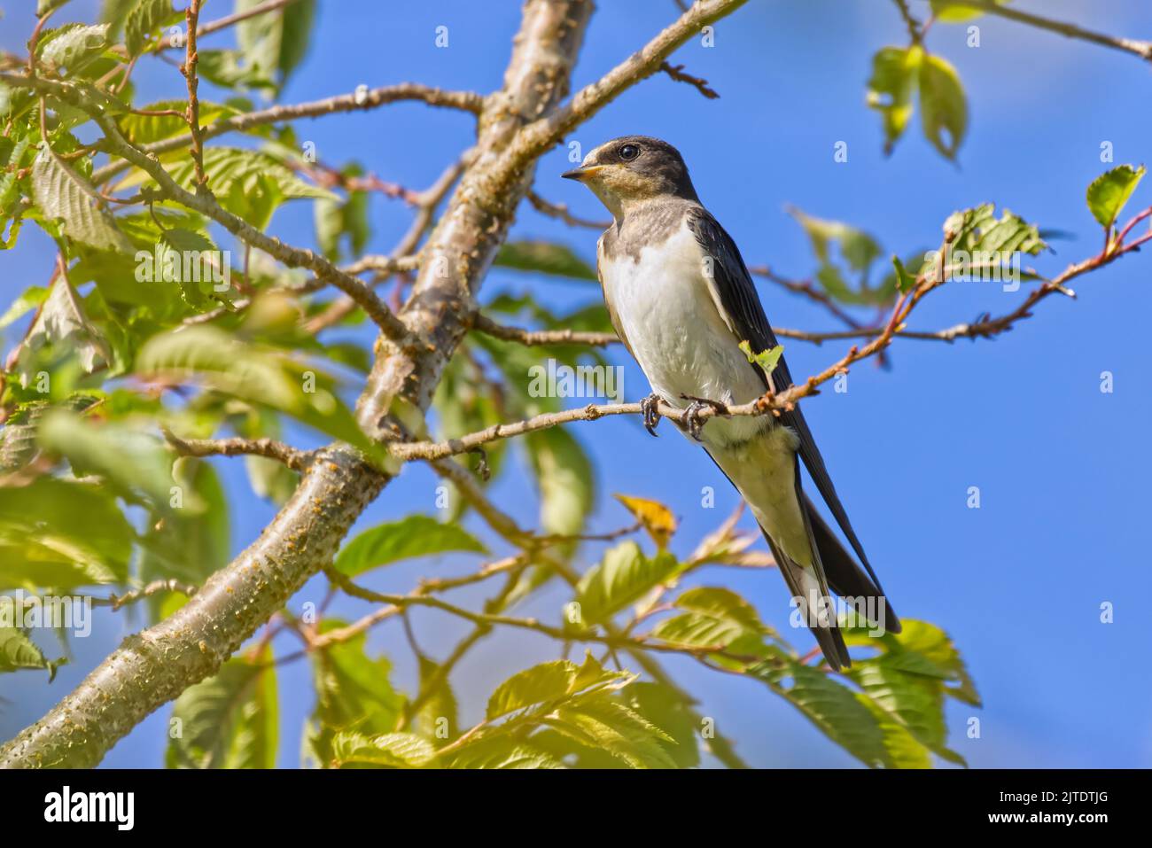 Swallow perched on a tree before flying from Europe to Africa Stock Photo