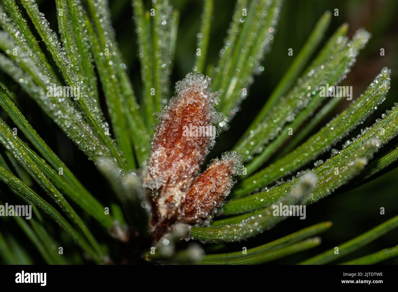 Close up of frozen pine tree needles with small ice crystals Stock ...