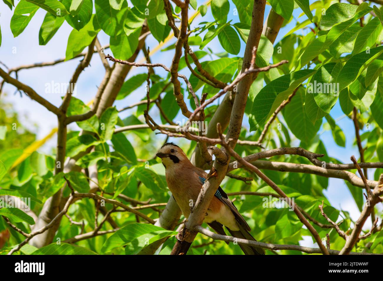 Portrait of a jay perched on the branch. Ornithology background photo. Stock Photo