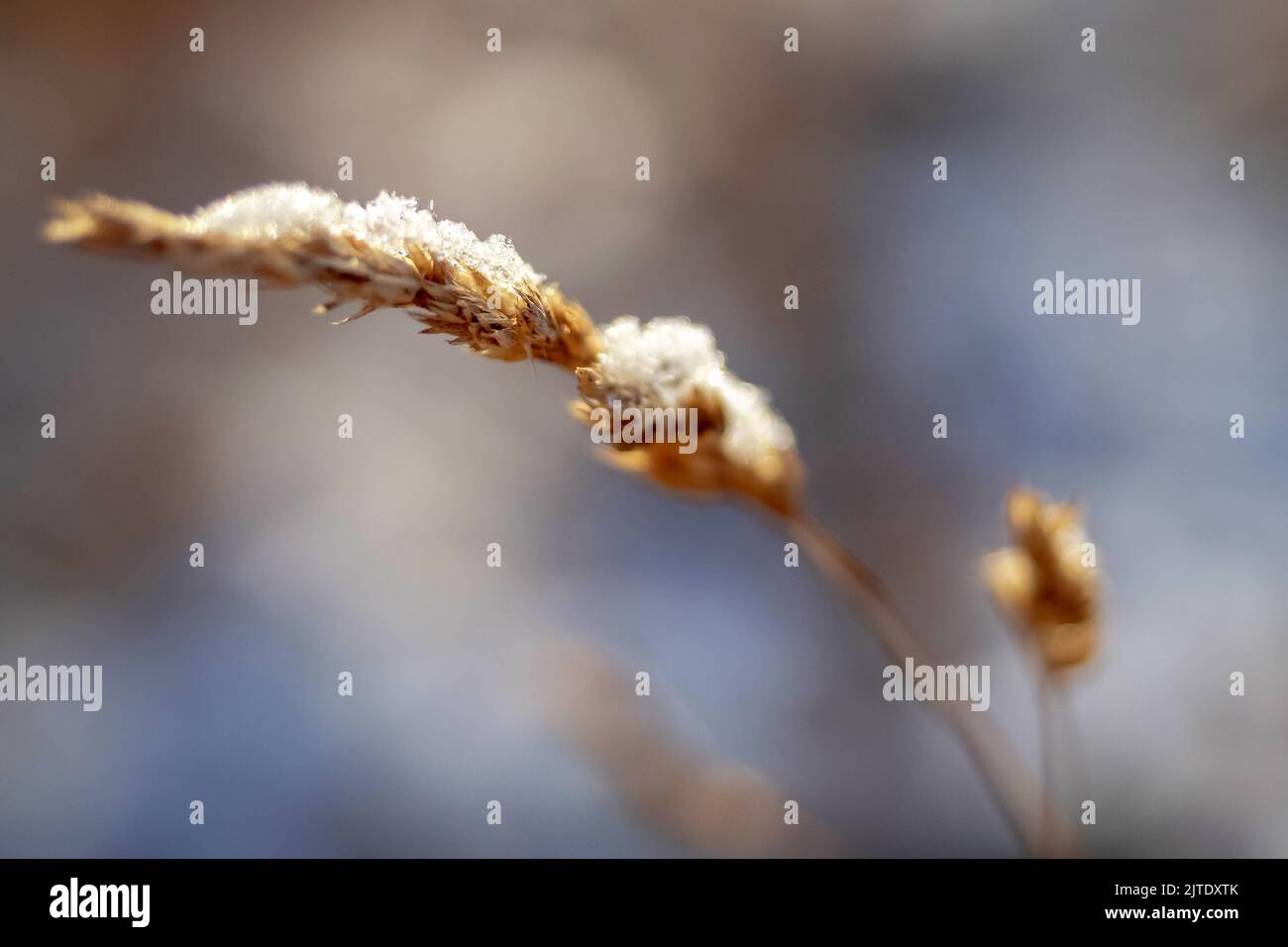 dry grass covered with snow, outdoor close up view in a winter season Stock Photo