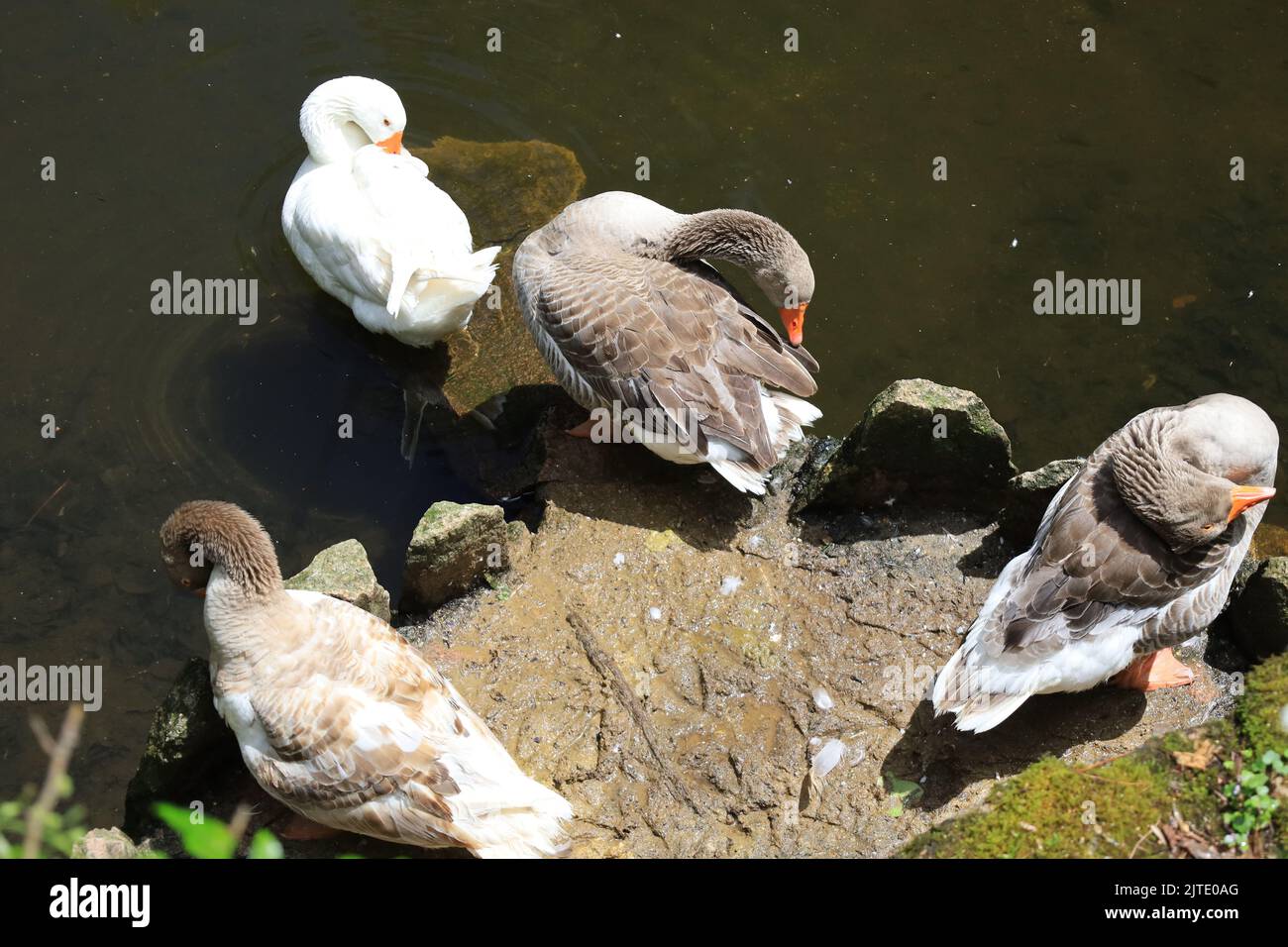 A top view of a gaggle of geese resting on a rock in a pond Stock Photo