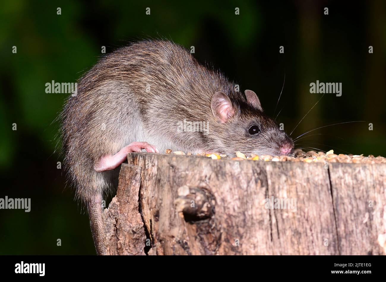 Brown rat taking corn bait from tree stump. Stock Photo