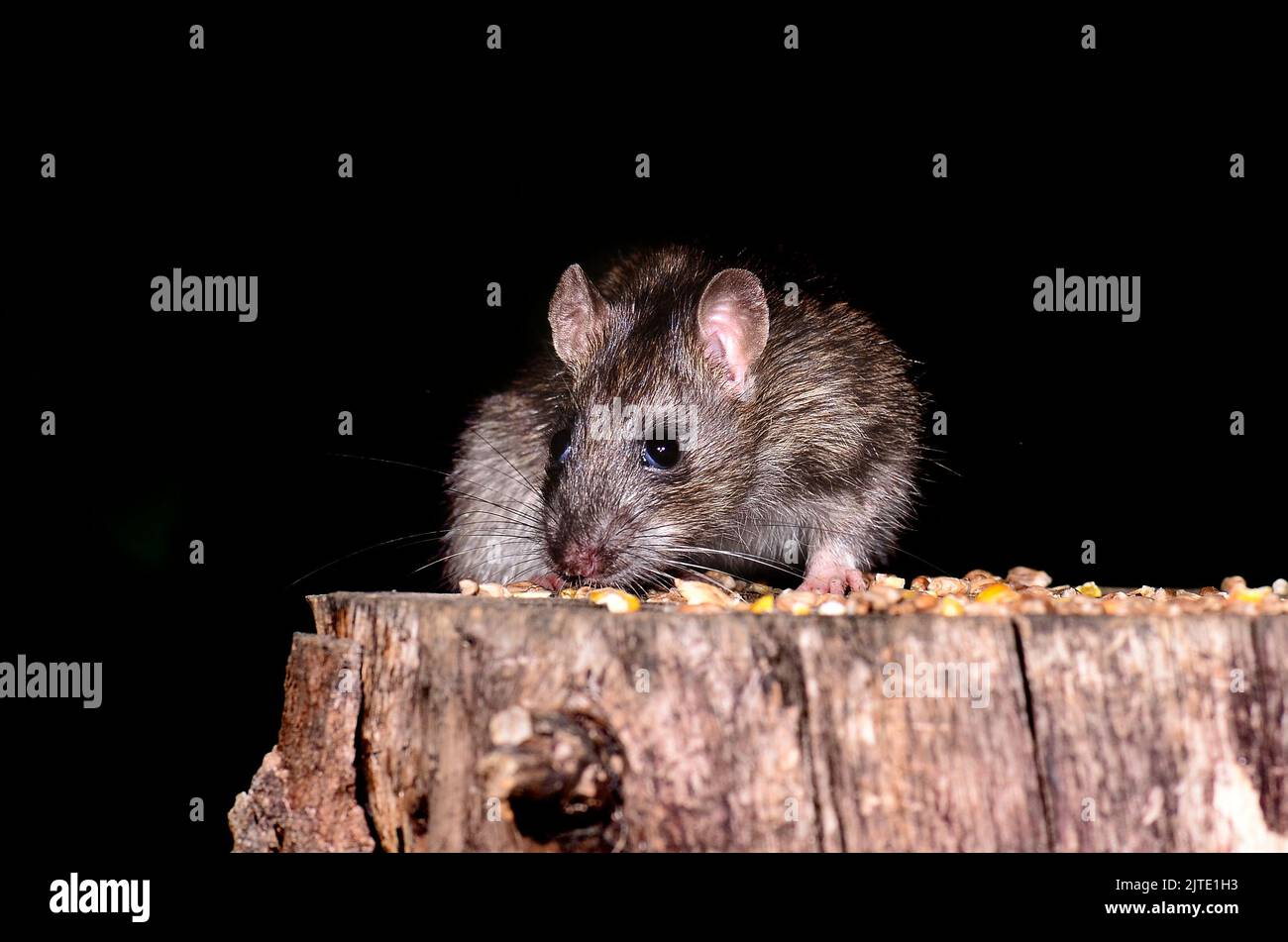 Brown rat taking corn bait from tree stump. Stock Photo