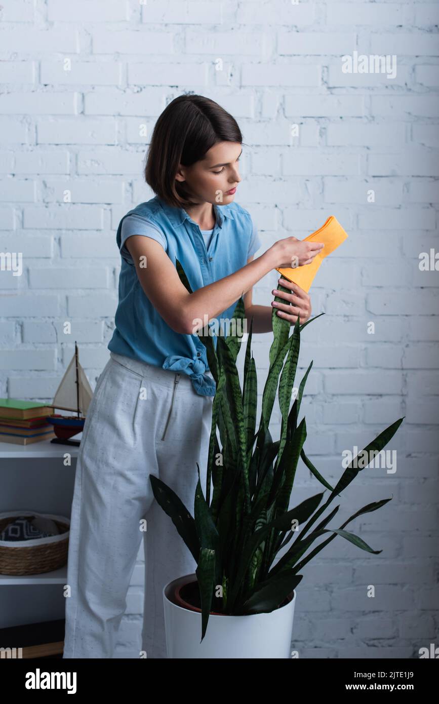pretty woman cleaning leaves of huge potted plant with rag Stock Photo