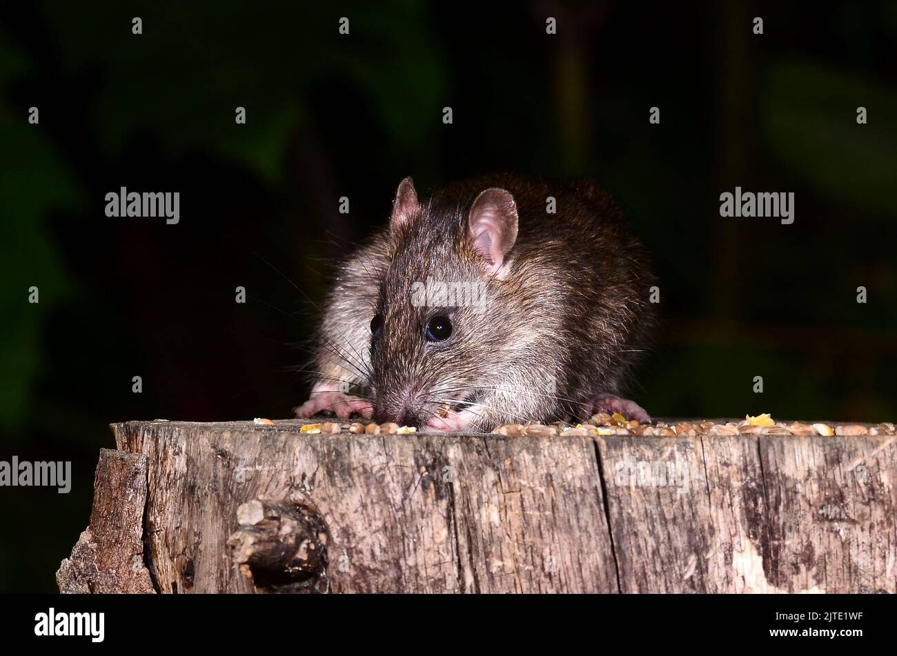 Species of rat hires stock photography and images Alamy