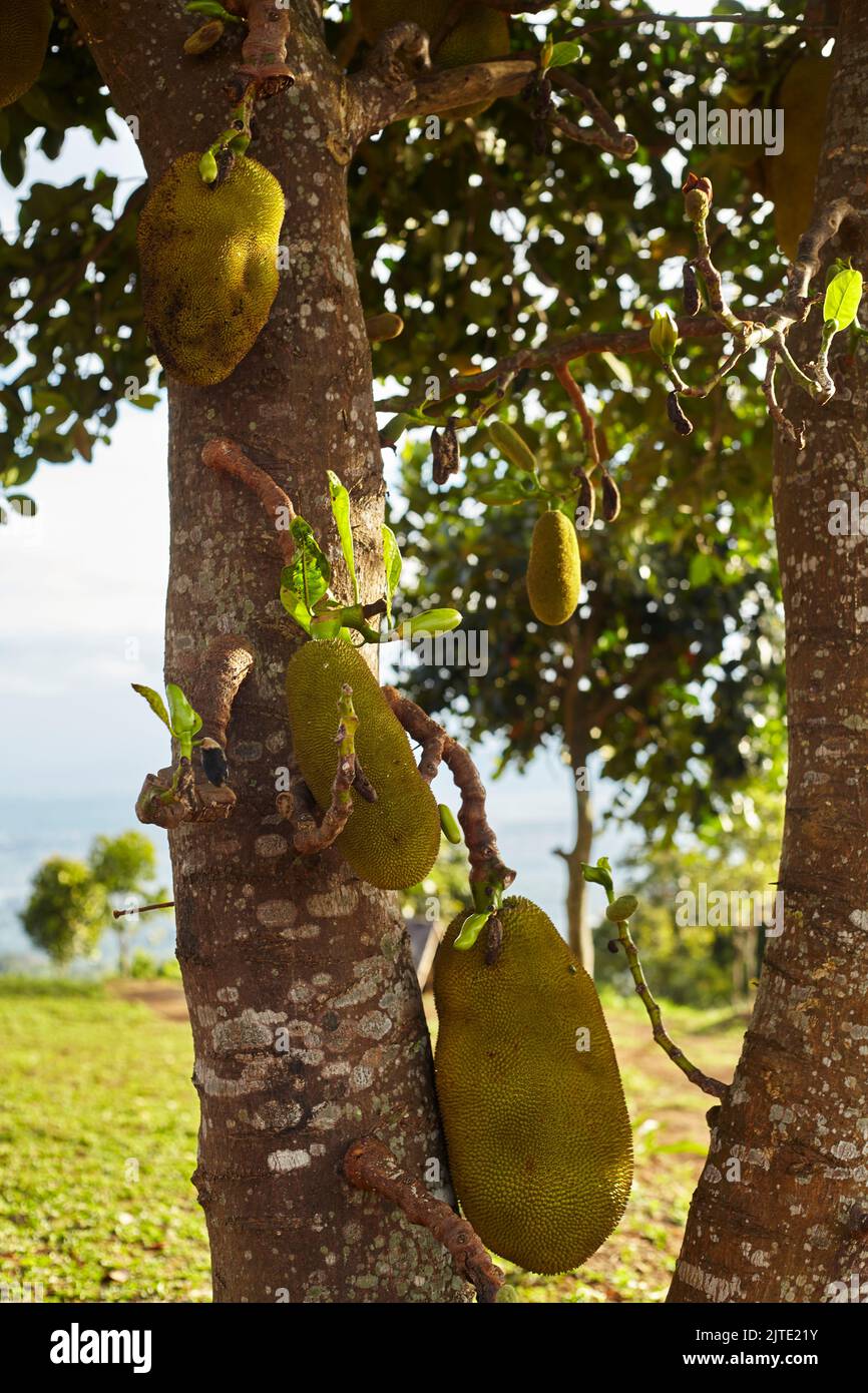 jackfruit still attached to the tree Stock Photo