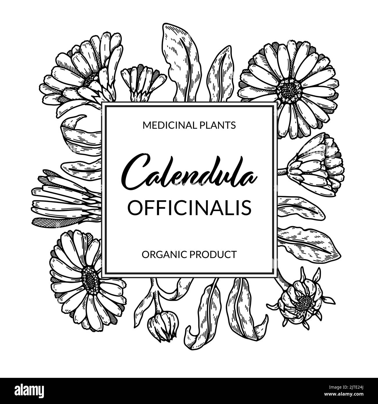 Calendula frame with hand drawn elements. Vector illustration in sketch style. Vintage packaging design Stock Vector