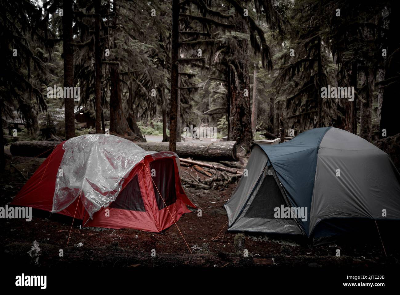 The camping tents in a pine forest Stock Photo - Alamy