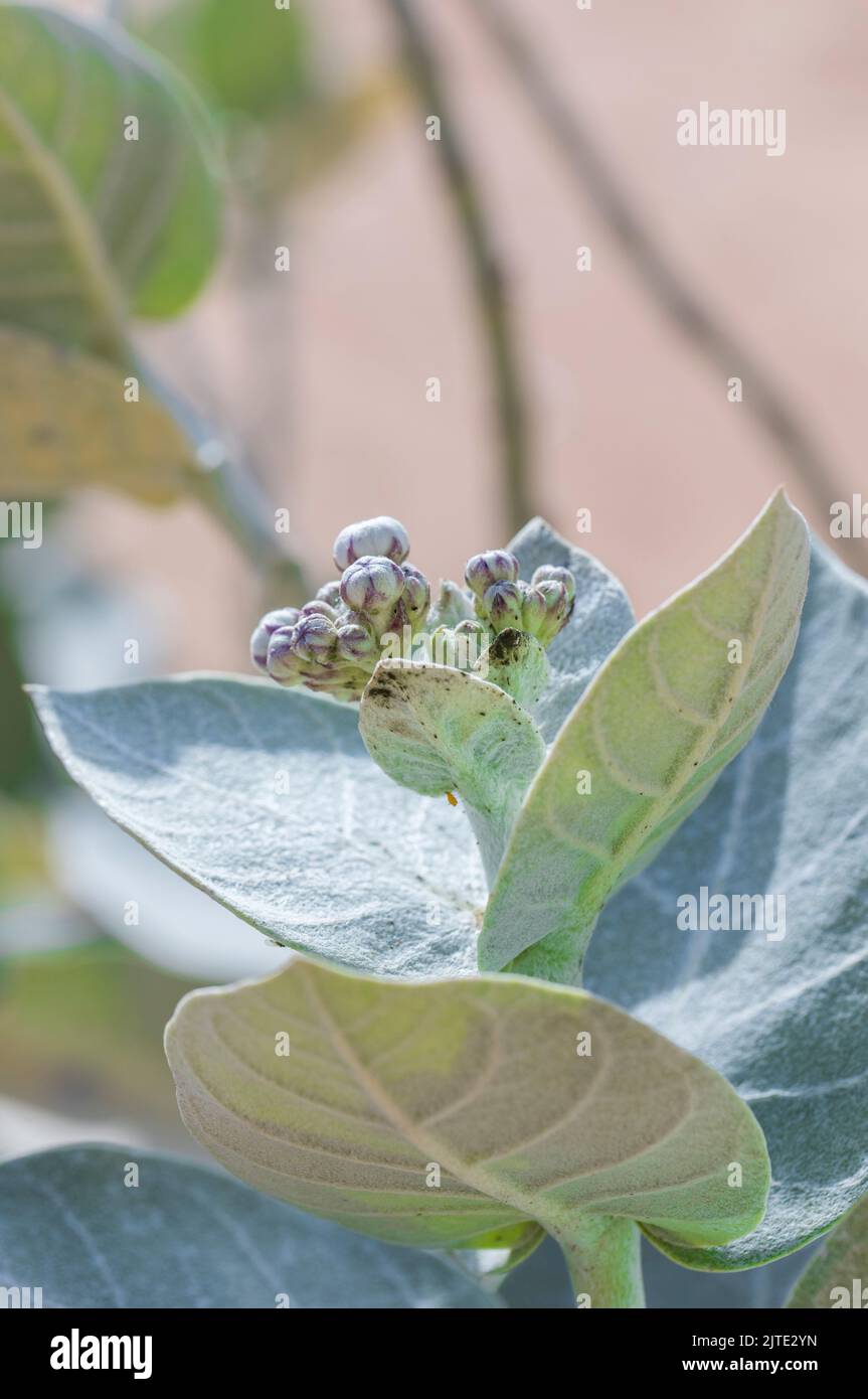 Calotropis Family