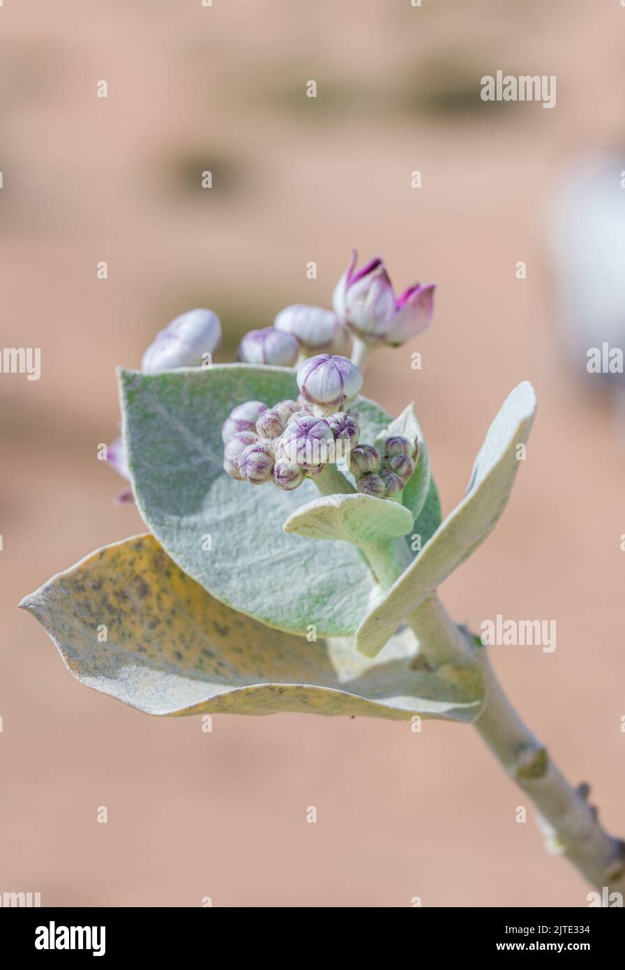 calotropis procera sapling plant, rubber bush, apple of sodom, french cotton, family of calotropis Stock Photo