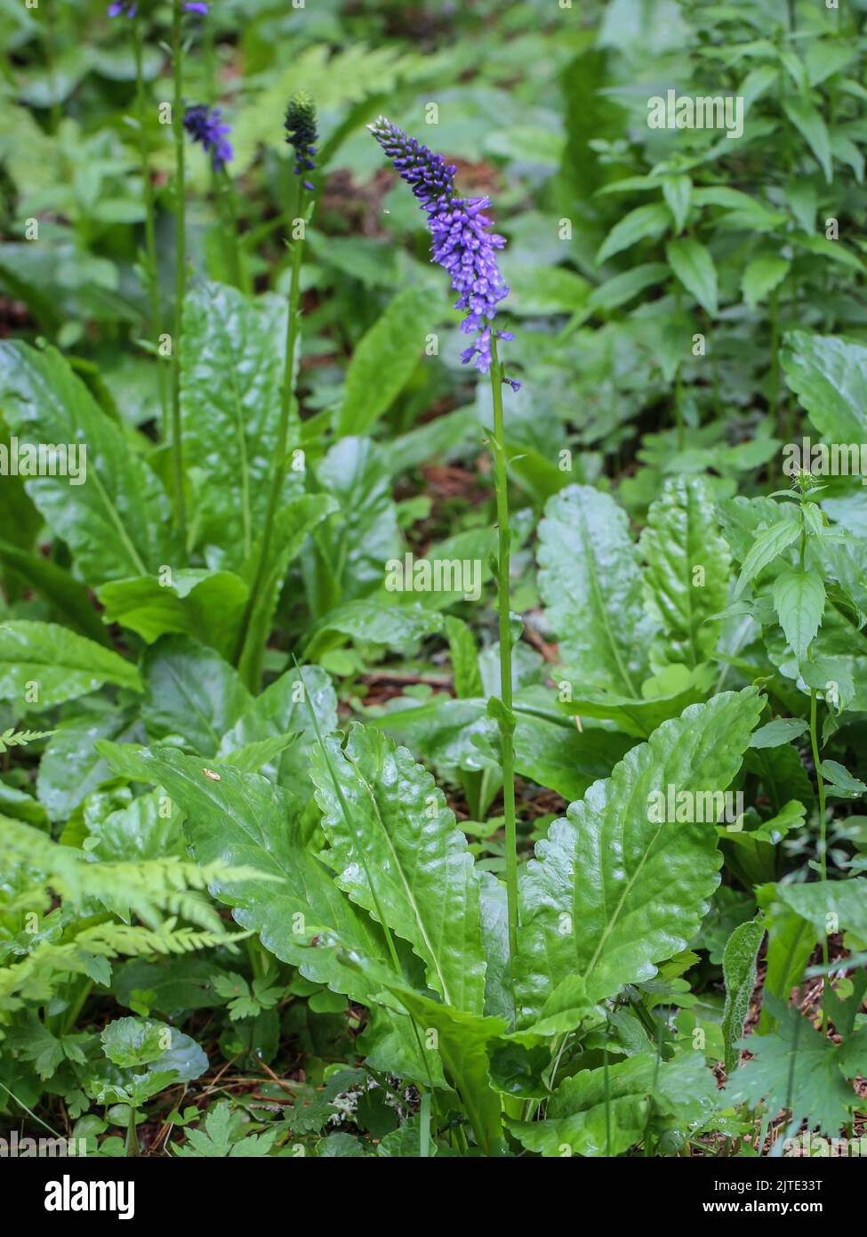 Violet flowers of Wulfenia carinthiaca at Beleg, Mokra Gora in Serbia Stock Photo