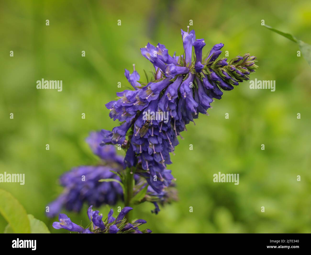 Violet flowers of Wulfenia carinthiaca at Beleg, Mokra Gora in Serbia Stock Photo
