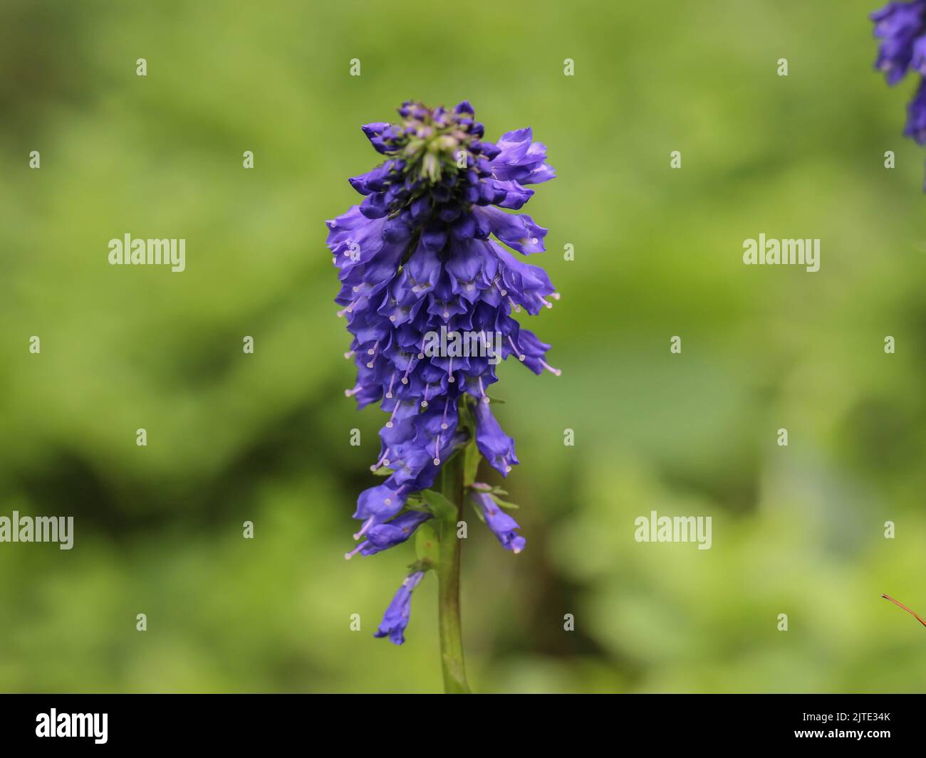 Violet flowers of Wulfenia carinthiaca at Beleg, Mokra Gora in Serbia Stock Photo