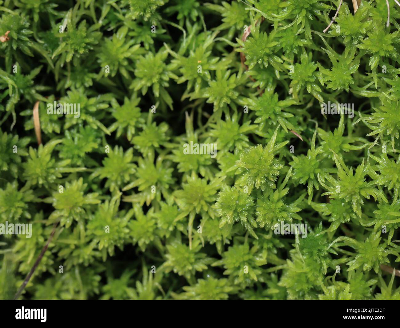 Peat moss Sphagnum sp. in the Tara National Park in western Serbia Stock Photo