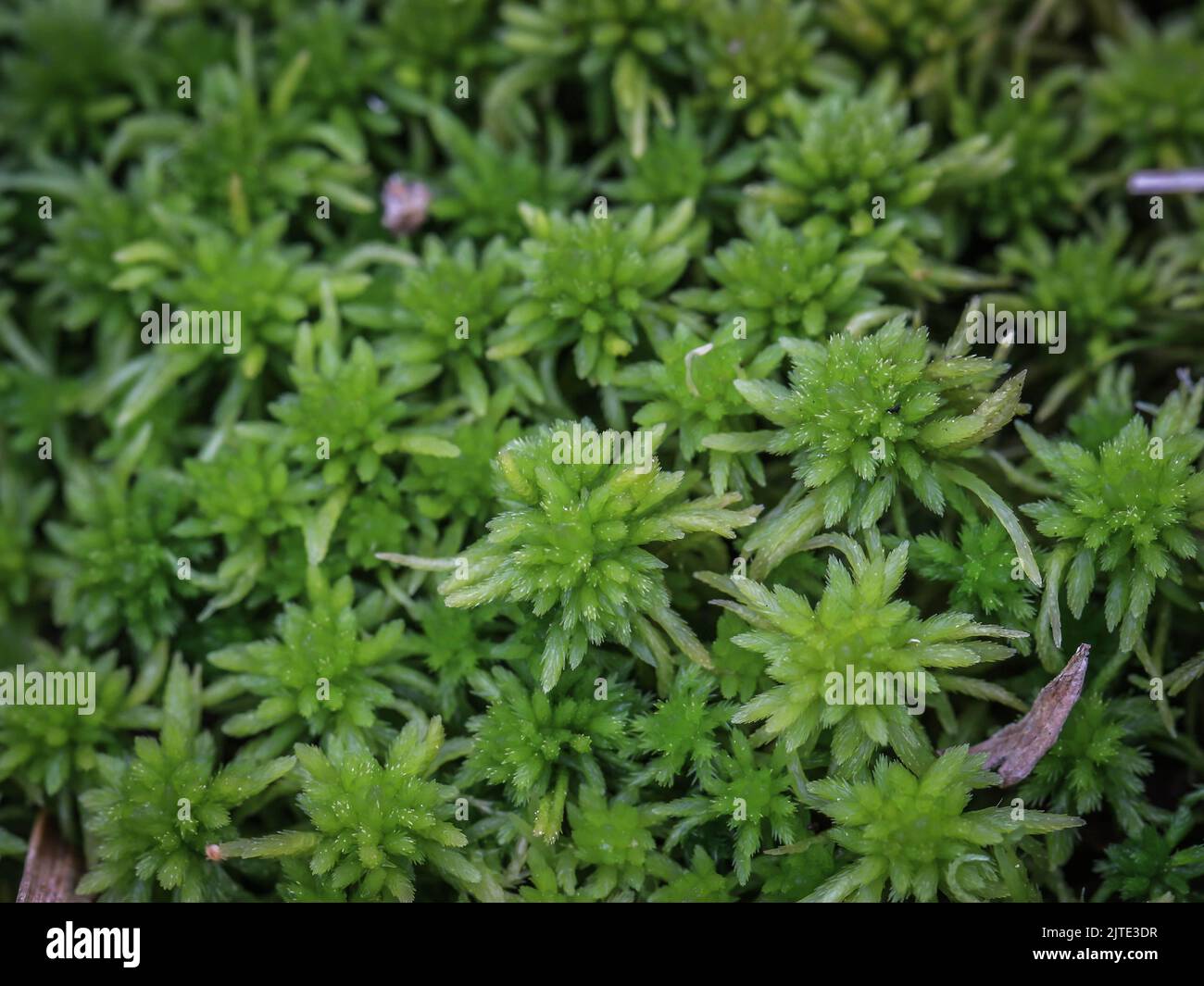 Peat moss Sphagnum sp. in the Tara National Park in western Serbia Stock Photo