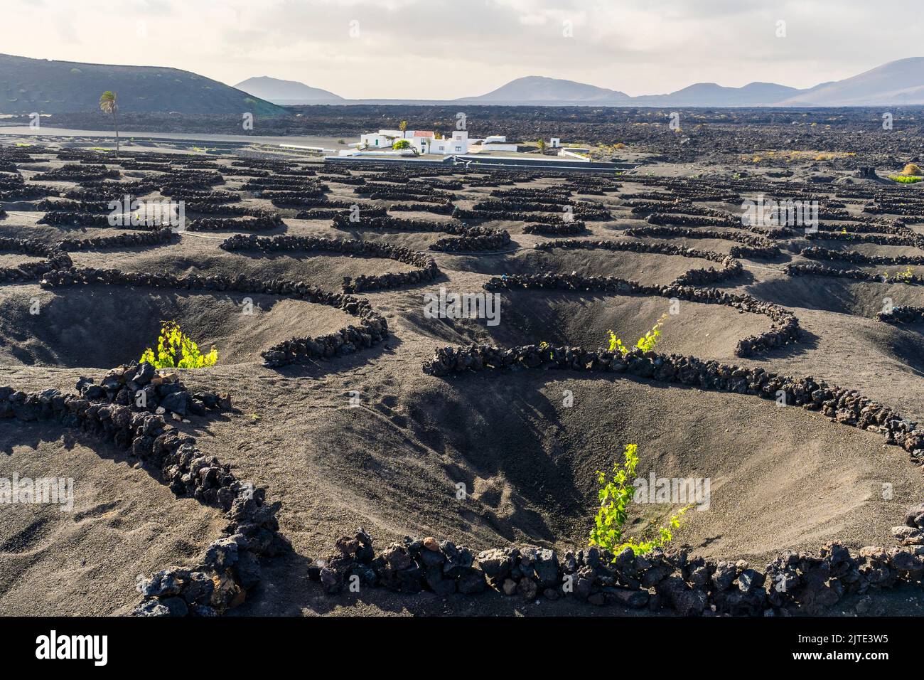 Grapevine on black volcanic soil in vineyards of La Geria, Lanzarote, Canary Islands, Spain Stock Photo