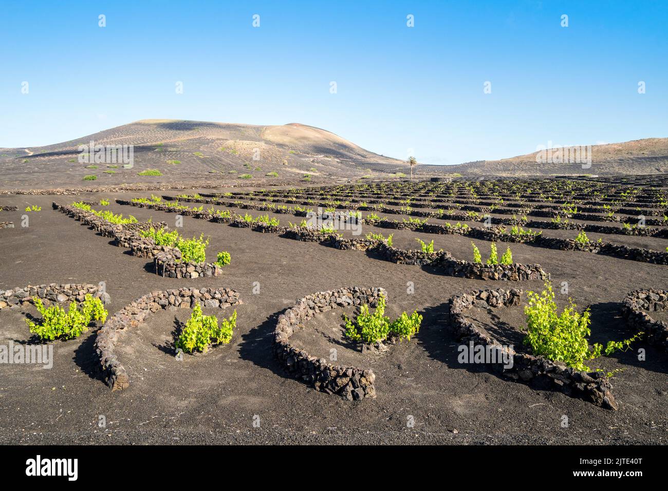 Grapevine on black volcanic soil in vineyards of La Geria, Lanzarote, Canary Islands, Spain Stock Photo