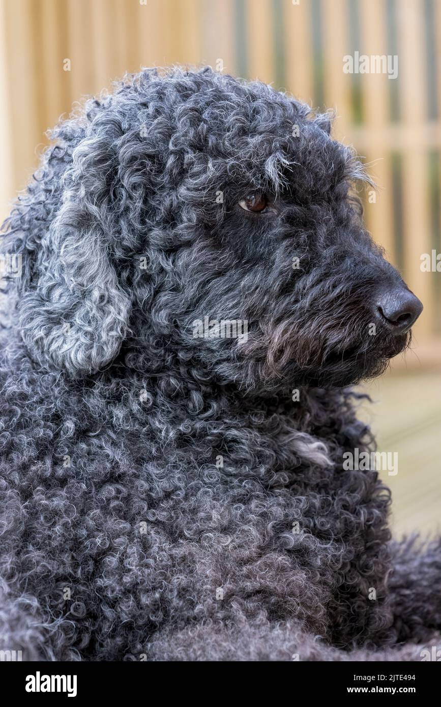 A portrait of a beautiful curly haired black Labradoodle dog, looking towards the front with mouth closed Stock Photo