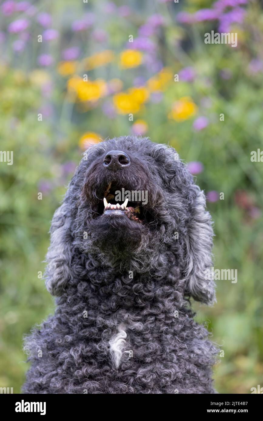 A beautiful curly haired grey and black Labradoodle dog, looking up with mouth open Stock Photo