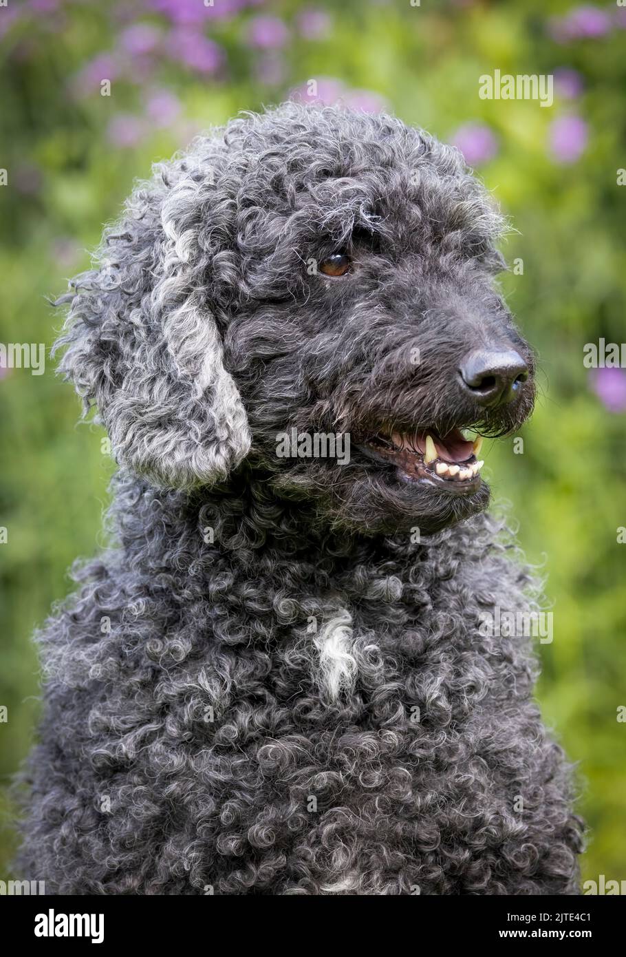 A beautiful curly haired grey and black Labradoodle dog, looking towards the front with mouth open Stock Photo